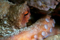 Eye of Common Octopus (Octopus vulgaris) by Sami Sarkis Photography