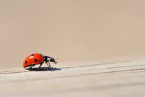 Ladybug on wooden fence von Sami Sarkis Photography