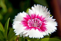 Wild carnation flower dianthus sp von Sami Sarkis Photography
