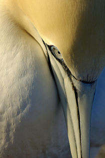 Portrait of a Northern Gannet (Morus bassanus) at sunrise von Sami Sarkis Photography