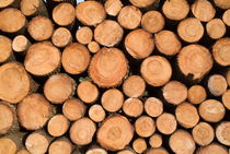 Stack of wooden logs in the Landes forest by Sami Sarkis Photography