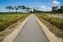 Bicycle track passing through the Landes forest von Sami Sarkis Photography