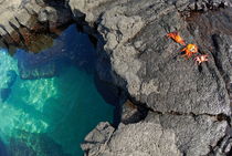 Pool of transparent waters and volcanic rocks with Sally Lightfoot Crabs (Grapsus grapsus) at Punta Vincente Roca von Sami Sarkis Photography