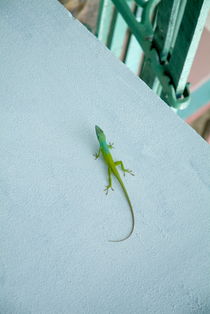 Green lizard climbing a blue wall von Sami Sarkis Photography