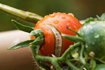 Drops on immature green tomatoe after a rain shower. by Sami Sarkis Photography