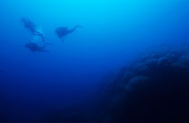 Silhouettes of three scuba divers swimming in the blue waters near a coral reef von Sami Sarkis Photography