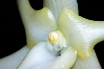 White blooming Christmas Orchid (Angraecum sesquipedale). von Sami Sarkis Photography