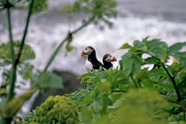 Couple of puffins perched on a rock by Sami Sarkis Photography