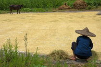 Old woman checking harvested rice drying on the ground by Sami Sarkis Photography