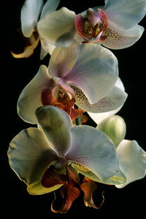 Orchid (phalaenopsis hybride) with white petals. by Sami Sarkis Photography