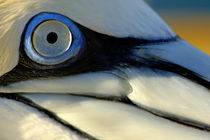 The eye of a Northern Gannet (Morus bassanus) by Sami Sarkis Photography