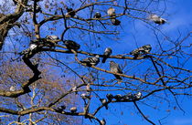 Pigeons perching in a tree together. von Sami Sarkis Photography