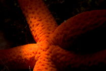Details of a Red Starfish (Echinaster sepositus) on a rock by Sami Sarkis Photography