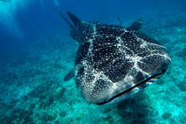 Spotted whale shark (rhincodon typus) swimming in Ari Atoll von Sami Sarkis Photography