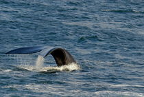 Tailfin of a Southern right whales (Eubalaena australis) - South Africa von Sami Sarkis Photography