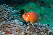 Blackfoot Anemonefish (Amphiprion nigripes) hosted in a magnificent sea anemone by Sami Sarkis Photography