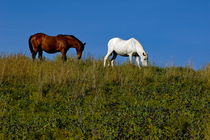 Brown and white horse grazing together in a grassy field. von Sami Sarkis Photography