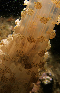 Detail Of An Opened Alicia Mirabilis Sea Anemona By Night von Sami Sarkis Photography