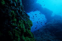 School of fish swimming through a natural rock arch in the ocean. by Sami Sarkis Photography