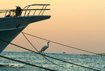 Heron on boat rope at sunrise on the Red Sea by Sami Sarkis Photography