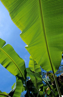 Bright green leaves of banana trees. by Sami Sarkis Photography