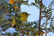 One yellow Hawaiian honeycreeper extracting nectar from tree flowers in Maui by Sami Sarkis Photography