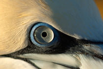 The eye of a Northern Gannet (Morus bassanus) von Sami Sarkis Photography