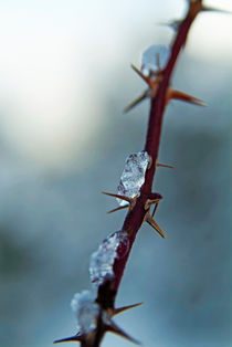 Ice on a bramble branch in winter von Sami Sarkis Photography
