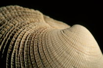 Detail of a textured surface of a seashell. by Sami Sarkis Photography