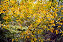 Colorful autumn trees von Sami Sarkis Photography