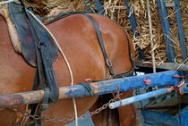 Horse pulling a cart loaded with straw von Sami Sarkis Photography