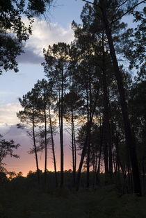 Silhouette of pine trees at dusk in the Landes forest by Sami Sarkis Photography