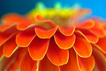 Orange common zinnia (zinnia elegans) in garden. von Sami Sarkis Photography