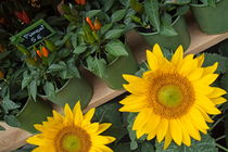 Sunflowers and red peppers on display for sale at a city florist von Sami Sarkis Photography