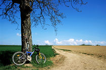 Mountain bike under a tree beside dirt road by Sami Sarkis Photography