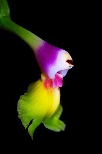 Orchid (epidendrum pseudoepidendrum) by Sami Sarkis Photography