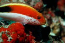 Forster Hawkfish (Paracirrhites forsteri) swimming around rocks von Sami Sarkis Photography