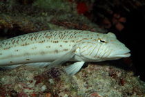 Blacktail Grubfish (Parapercis hexophthalma) waits on a rock von Sami Sarkis Photography