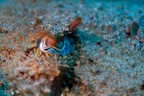 Eye of a common cuttlefish (sepia officinalis) by Sami Sarkis Photography