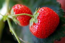 Red strawberries (fragaria ananassa) in garden. by Sami Sarkis Photography