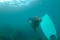 Sea lion (Zalophus californianus) biting a diver flipper by Sami Sarkis Photography