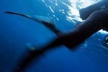 Blurred legs and fins of scuba diver near the water's surface by Sami Sarkis Photography