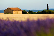 Farmhouse in a harvested wheat field surrounded by lavender fields at summer von Sami Sarkis Photography