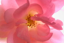 Close-up of pink rose by Sami Sarkis Photography