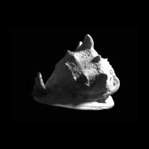 Horned Helmet Seashell Cassis cornuta von Frank Wilson