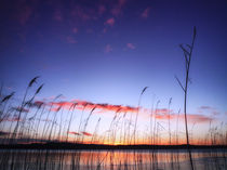 Coming Through The Rye von Derek Beattie