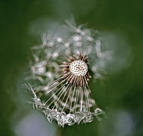 Dandelion Clock by Graham Prentice