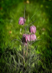 Fritillary von Graham Prentice