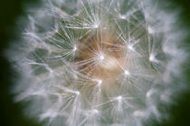 Dandelion Clock by Graham Prentice