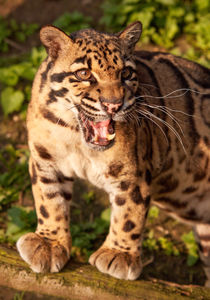 Clouded Leopard 1 von Karl Thompson